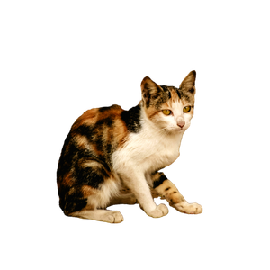 Cute Calico Cat Sitting On Earthy Ground, Showcasing Its Unique Fur Pattern. 15268 - Cat PNG image with transparent background